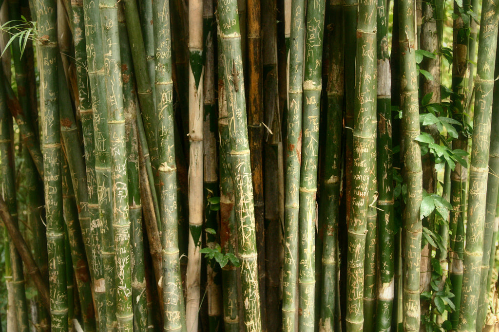 Bamboo Natural Resource Eco-bricks™ Bamboo